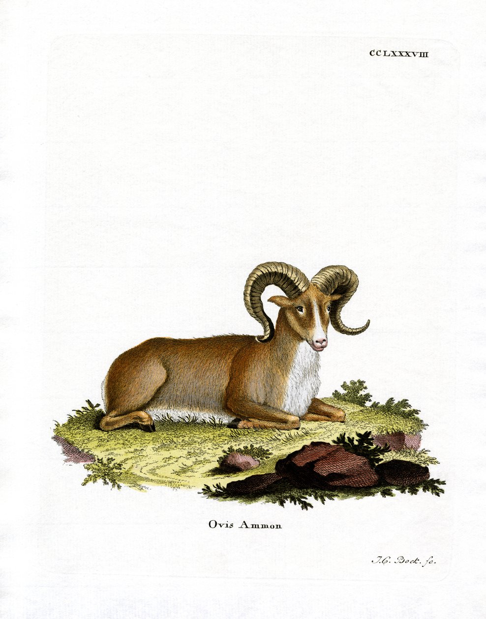 Argali (színes metszet) alkotó: German School