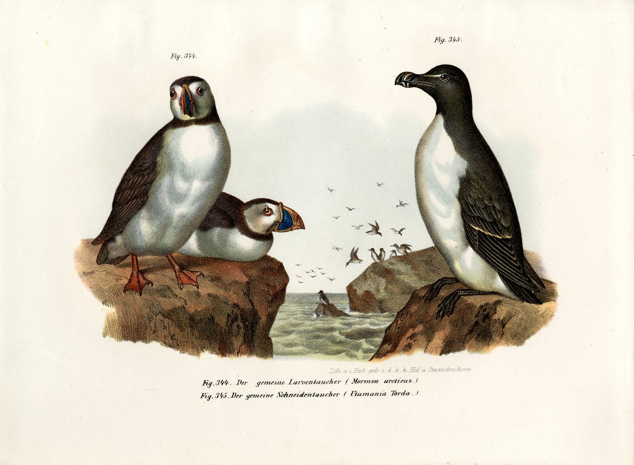 Arctic Puffin, 1864 alkotó: German School