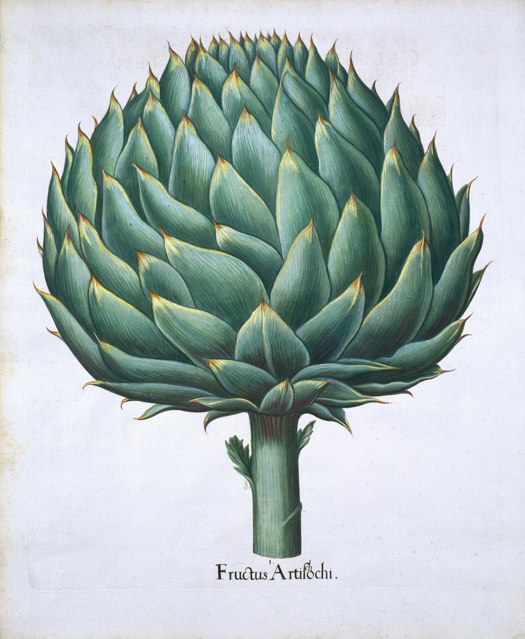 Articsóka a Hortus Eystettensisből, Basil Besler (1561-1629) pub. 1613 (kézzel színezett metszet) alkotó: German School