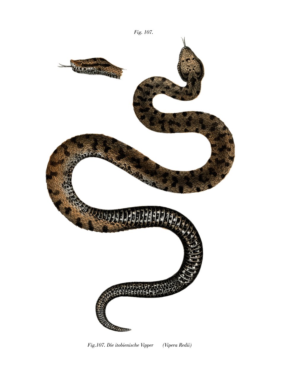 Asp Viper (színes litho) alkotó: German School