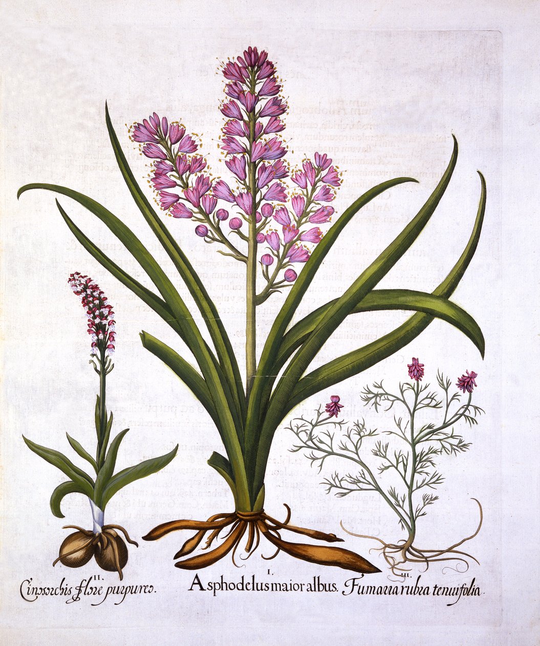 Asphodel, Burnt Orchid és Fumaria Spicata, Hortus Eystettensis, Basil Besler (1561-1629), pub. 1613 (kézzel színezett metszet) alkotó: German School
