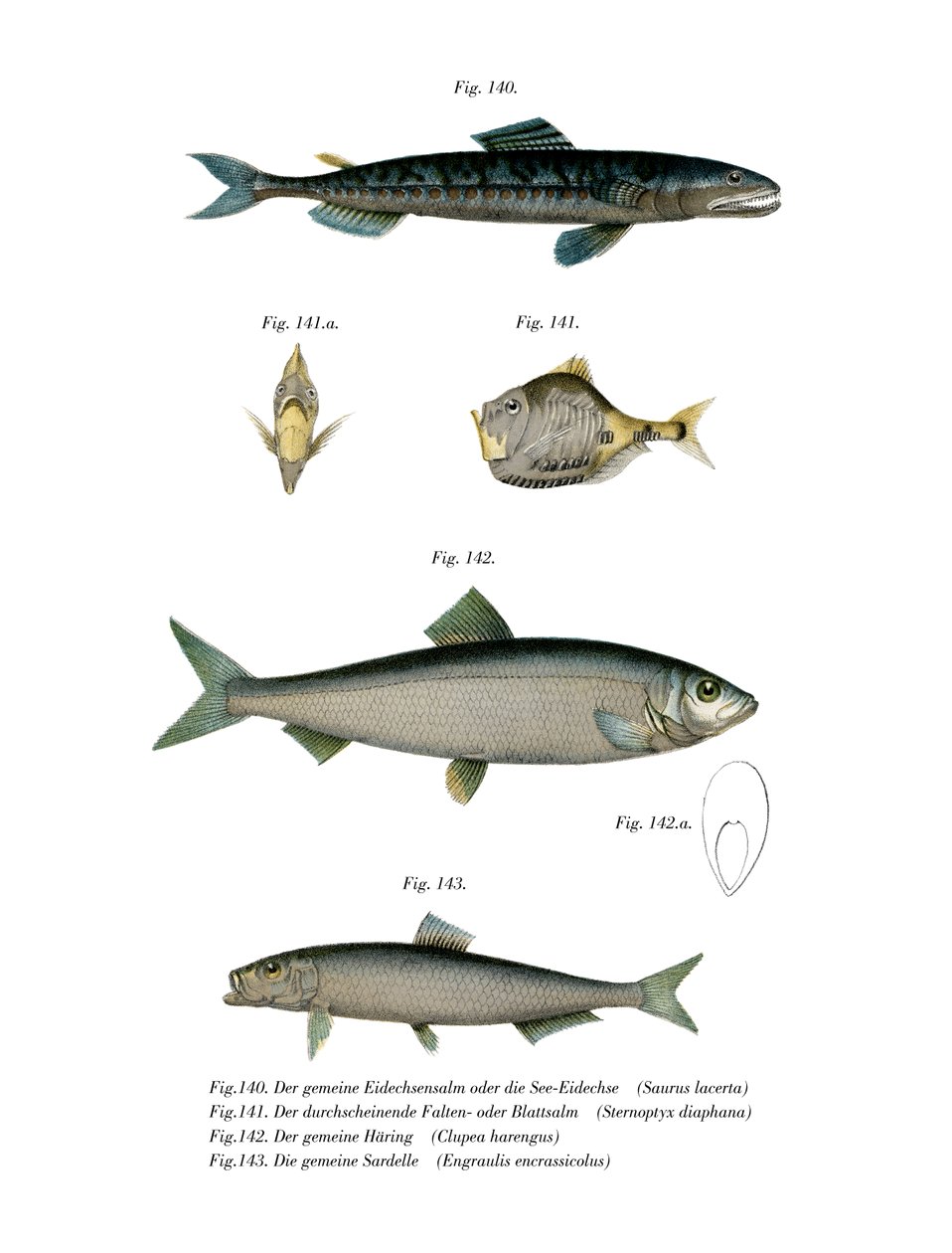 Atlantic Saury (színes litó) alkotó: German School