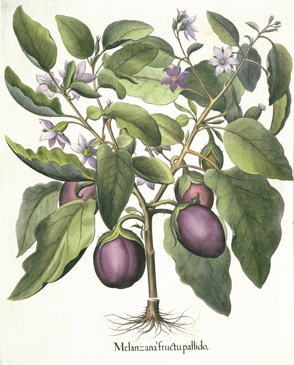 Padlizsán: Melanzana halvány gyümölcs, a Hortus Eystettensisből, Basil Besler (1561-1629), pub. 1613 alkotó: German School