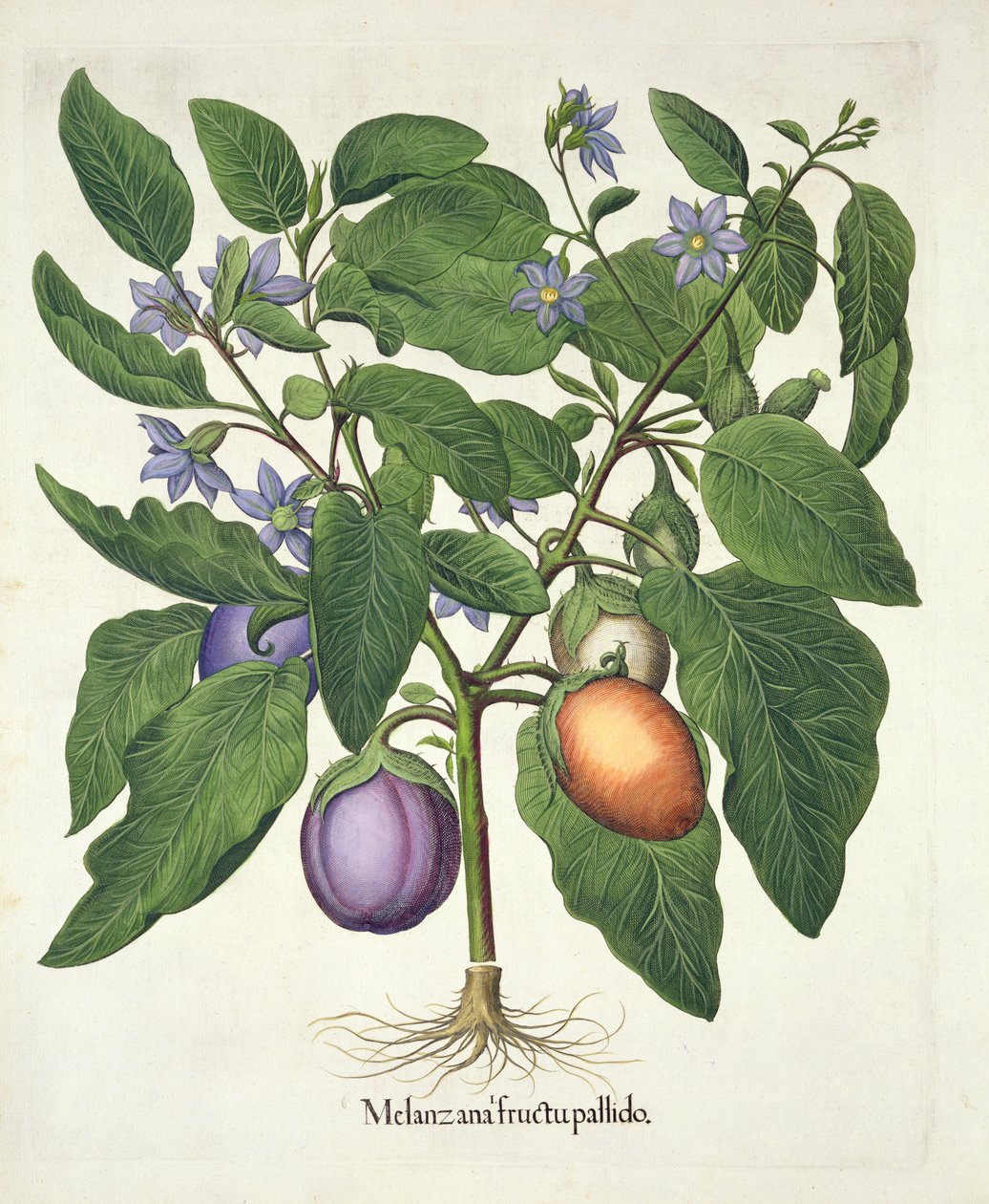 Padlizsán: Melanzana fructu pallido, a Hortus Eystettensisből, Basil Besler (1561-1629), pub. 1613 (kézzel színezett metszet) alkotó: German School