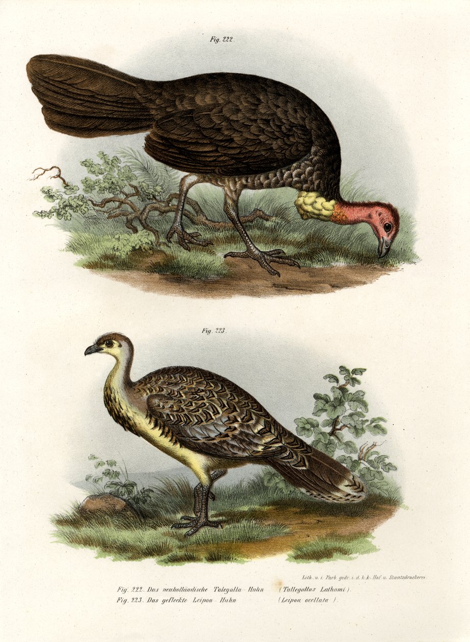 Ausztrál Brush-Törökország, 1864 alkotó: German School