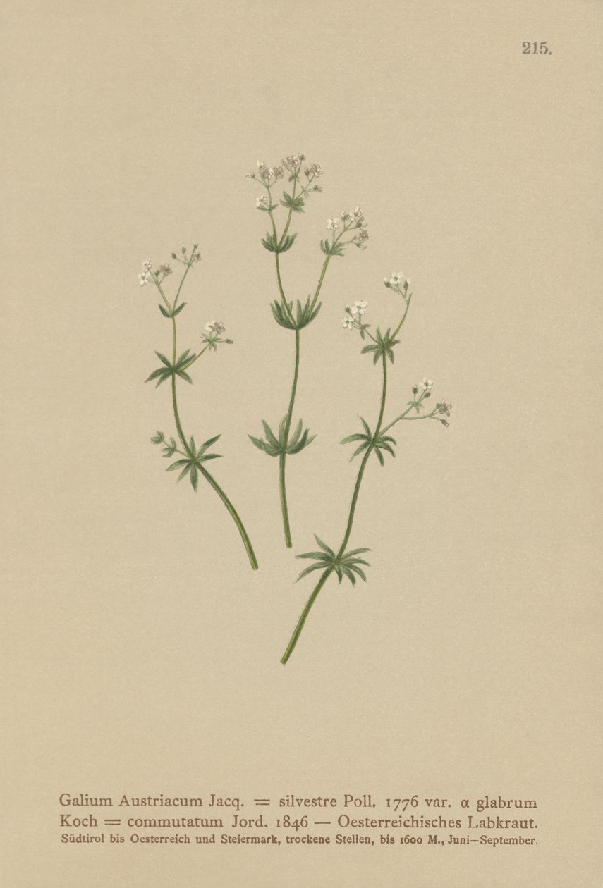 Osztrák Bedstraw ( Galium Austriacum , Galium wild ( var. glabrum ) Galium alkotó: German School