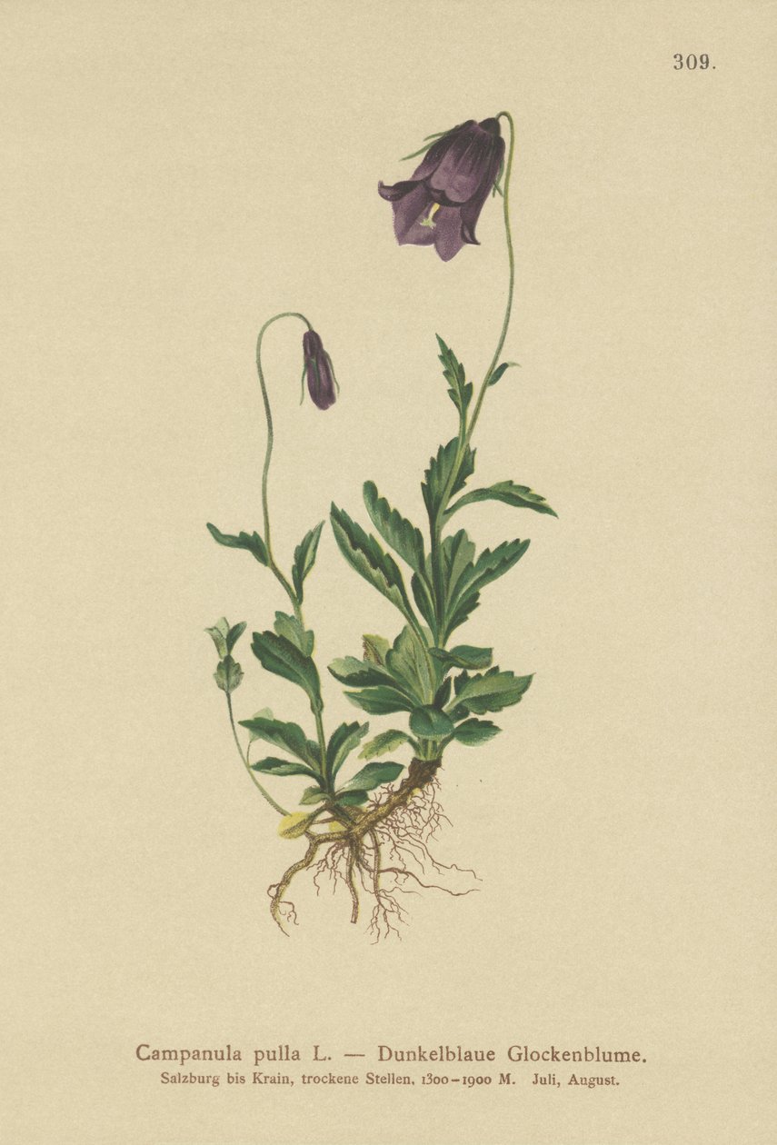 Osztrák harangvirág (Campanula pulla) alkotó: German School