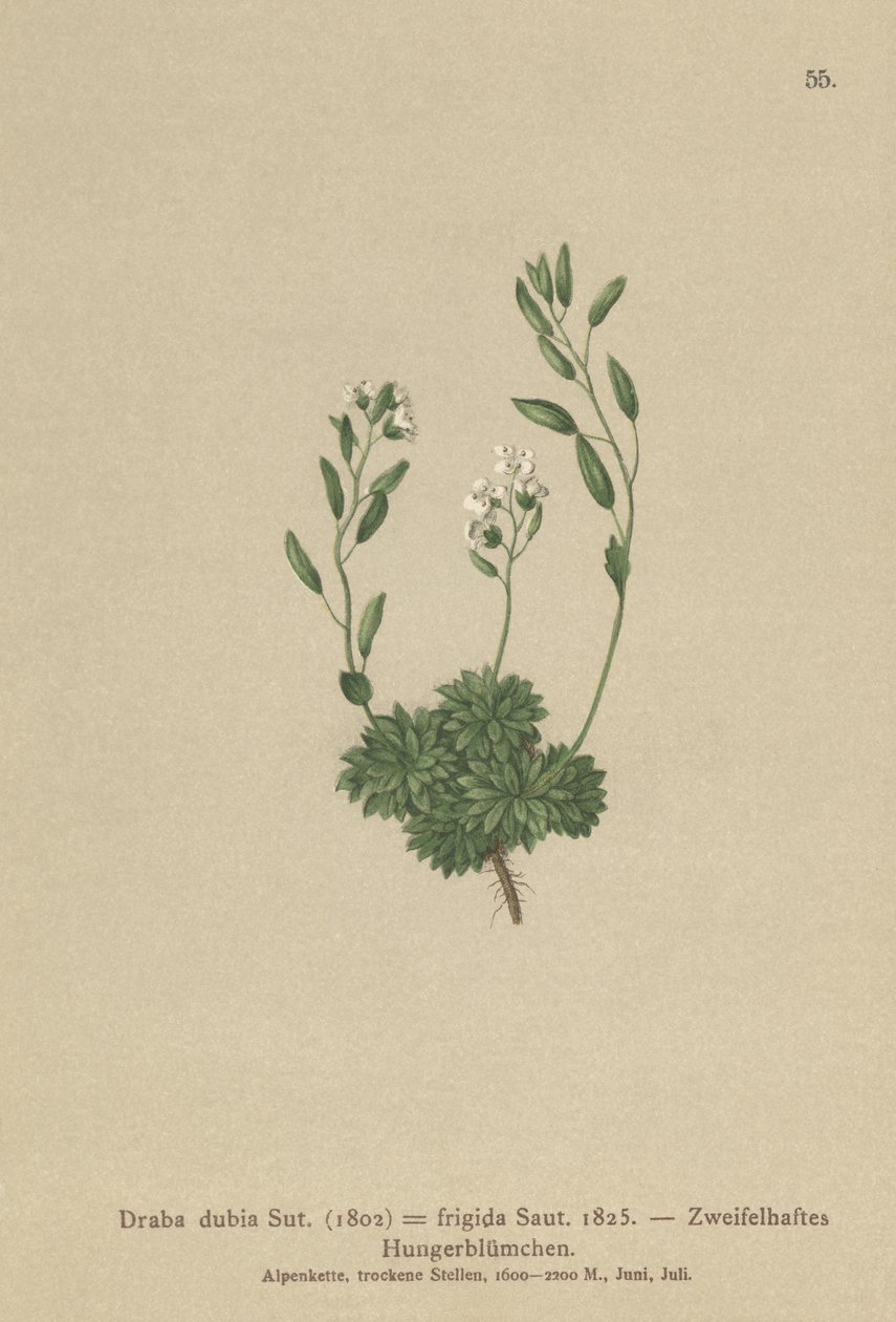Osztrák Whitlow Grass (Draba dubia, Draba frigida) alkotó: German School