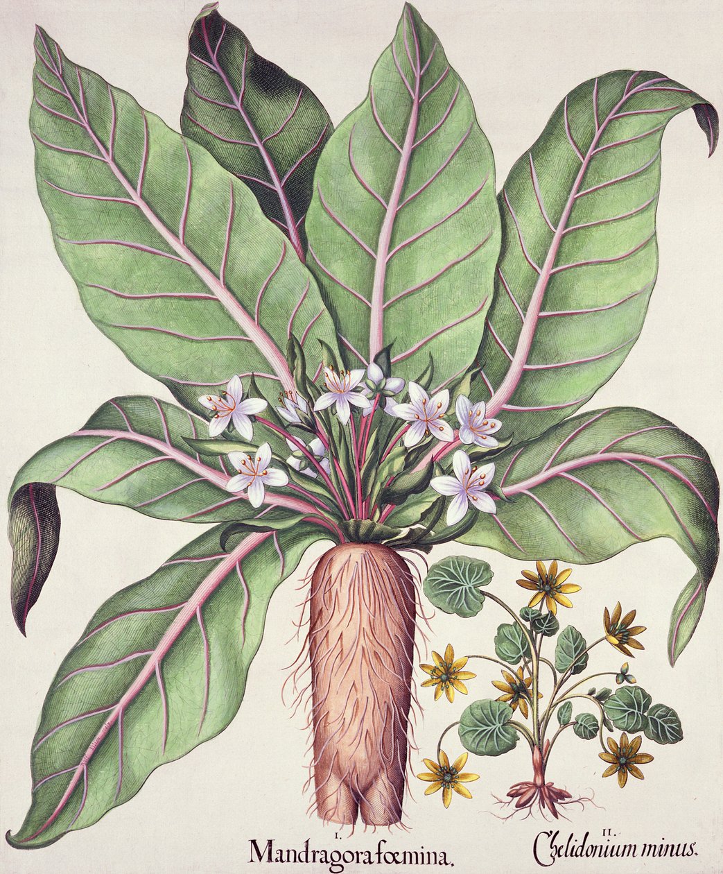 Őszi mandragóra, a Hortus Eystettensis-ből, Basil Besler (1561-1629) kocsmából. 1613 (kézzel színezett metszet) alkotó: German School