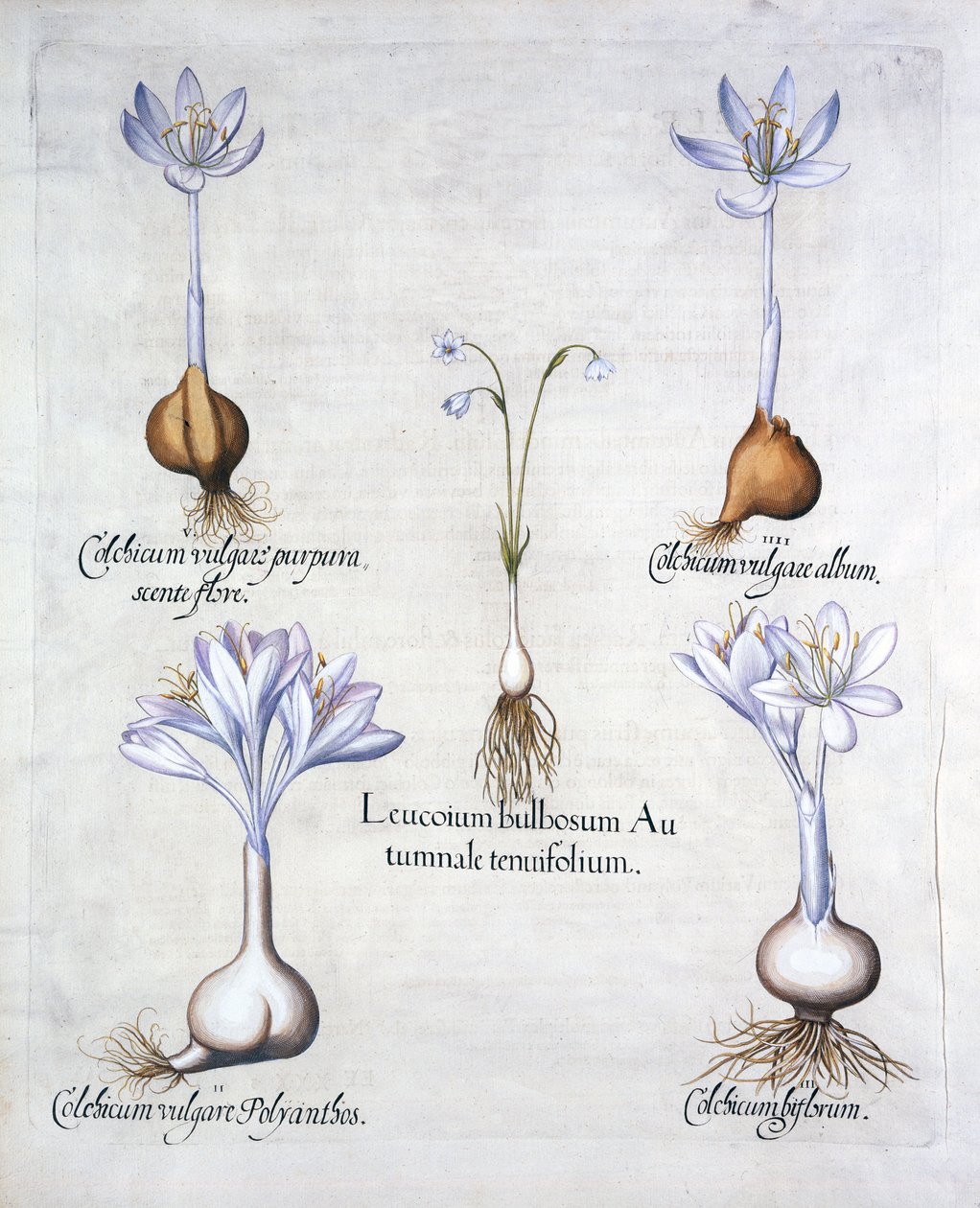 Őszi hópehely és réti sáfrány, a Hortus Eystettensisből, Basil Besler (1561-1629), pub. 1613 (kézzel színezett metszet) alkotó: German School