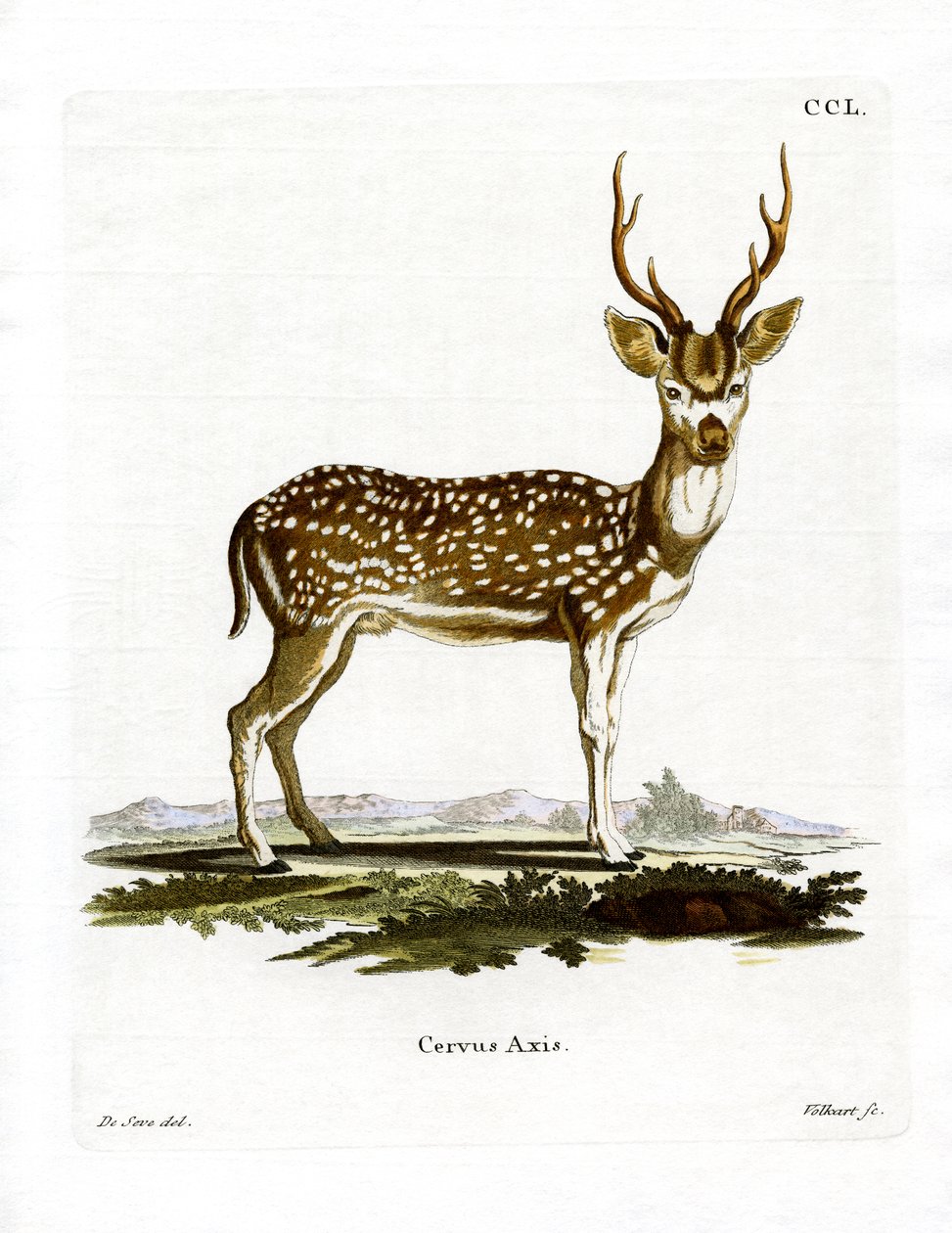Axis Deer (színes metszet) alkotó: German School