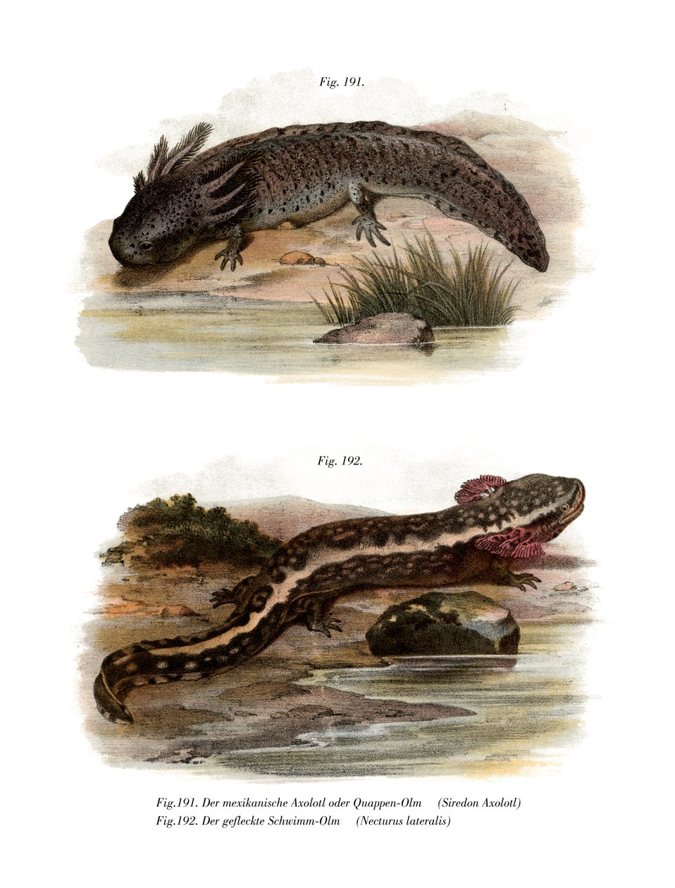 Axolotl (színes tagok) alkotó: German School
