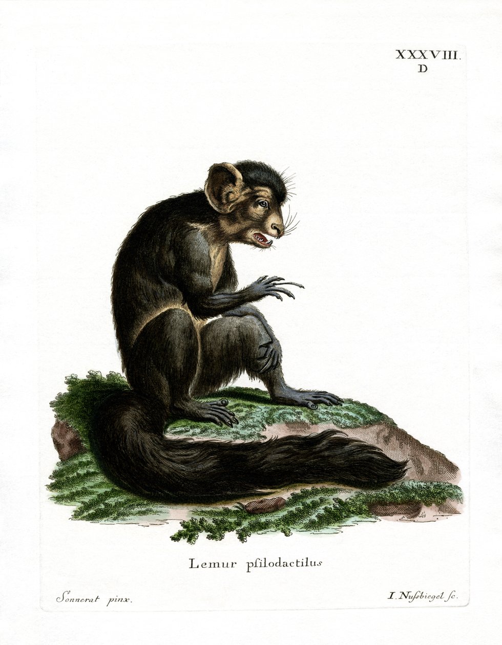 Aye-Aye (színes metszet) alkotó: German School