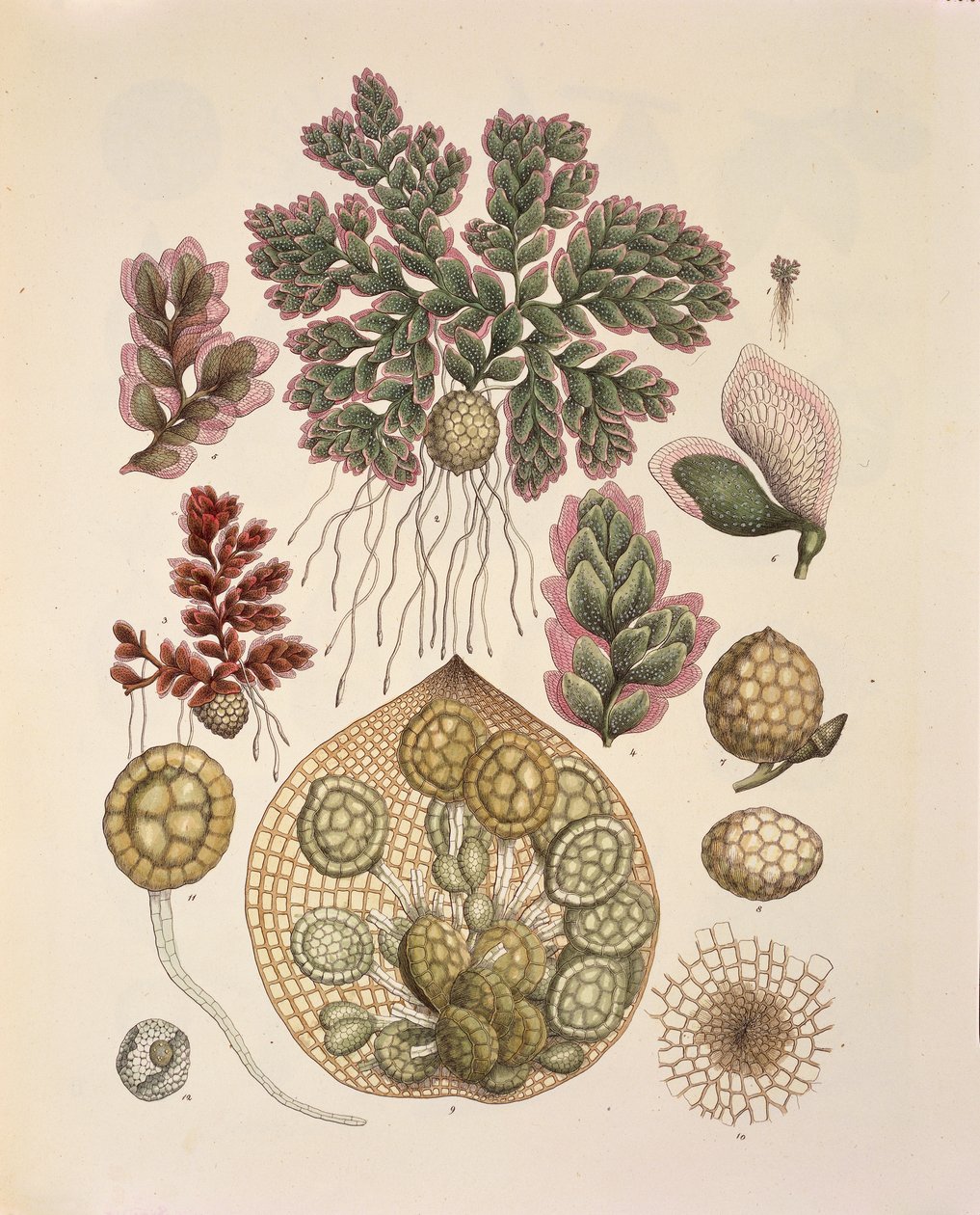 Azolla (vízi páfrányok), 74. táblázat a „Cryptogamicarum Brazilian Plants”-ból, Johann Baptist Von Spix és Carl Friedrich Von Martius alkotó: German School