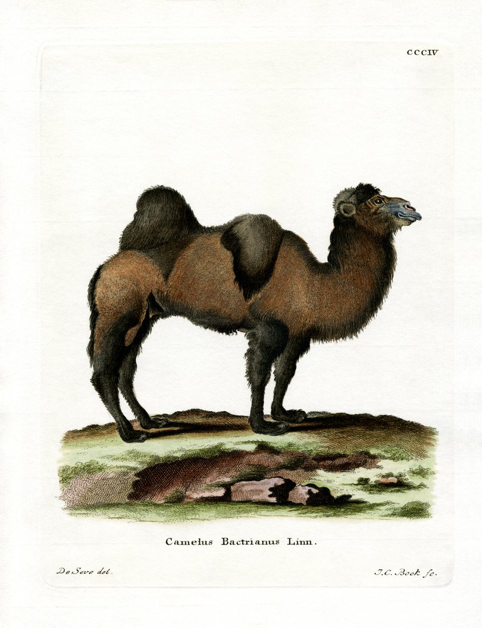Bactrian Camel (színes metszet) alkotó: German School