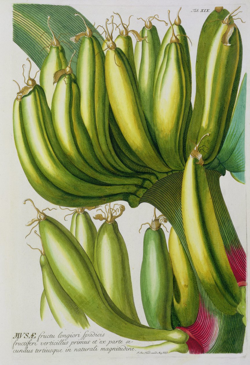 Banán, metszett Johann Jakob Haid (1704-67) 19. tábla botanikai könyvből, kocsmából. írta Augustus Vind alkotó: German School