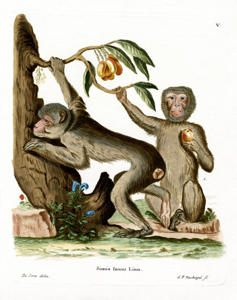 Barbary Ape (színes metszet) alkotó: German School