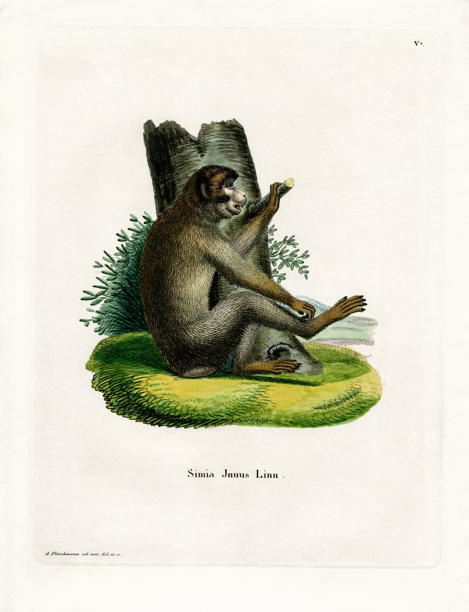 Barbary Ape (színes metszet) alkotó: German School