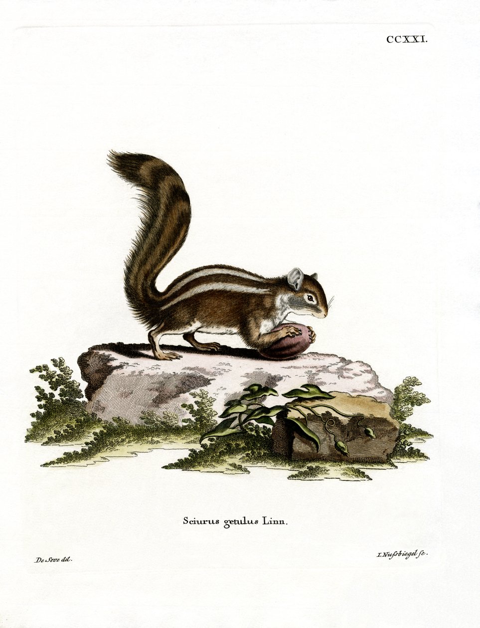 Barbary Ground Squirrel (színes metszet) alkotó: German School