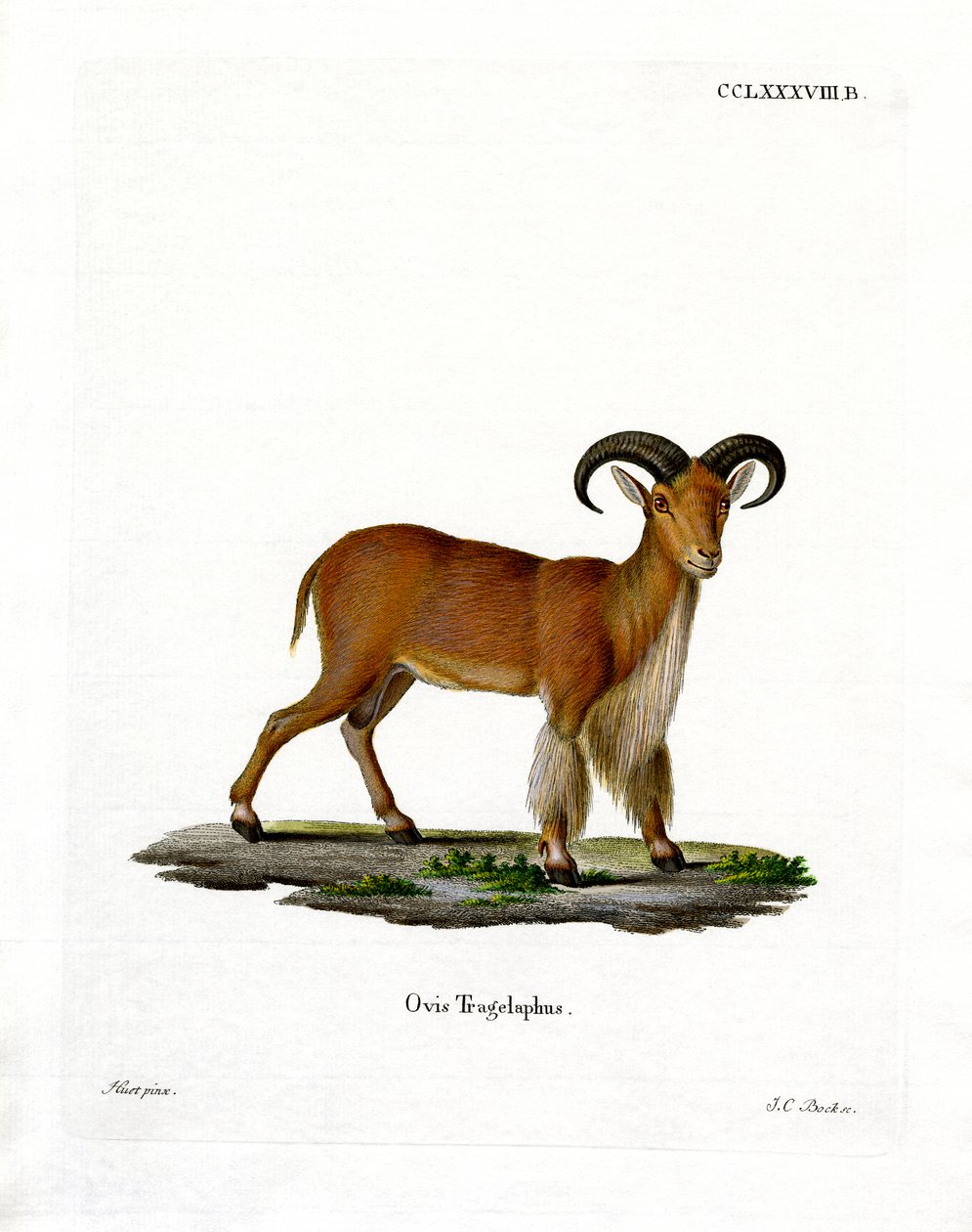Barbary Sheep (színes metszet) alkotó: German School