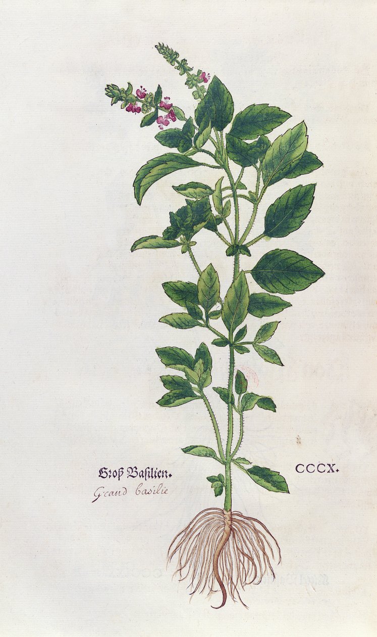 Bazsalikom, Leonhart Fuchs (1501-66) Herbárium növénytani tányérja, Bázelben, 1543. alkotó: German School