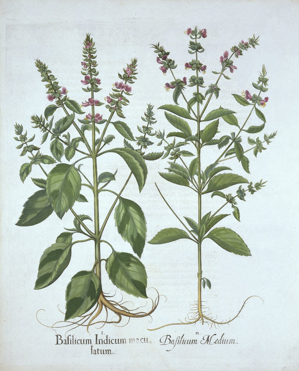 Basil, Hortus Eystettensisből, Basil Besler (1561-1629), pub. 1613 (kézzel színezett metszet) alkotó: German School