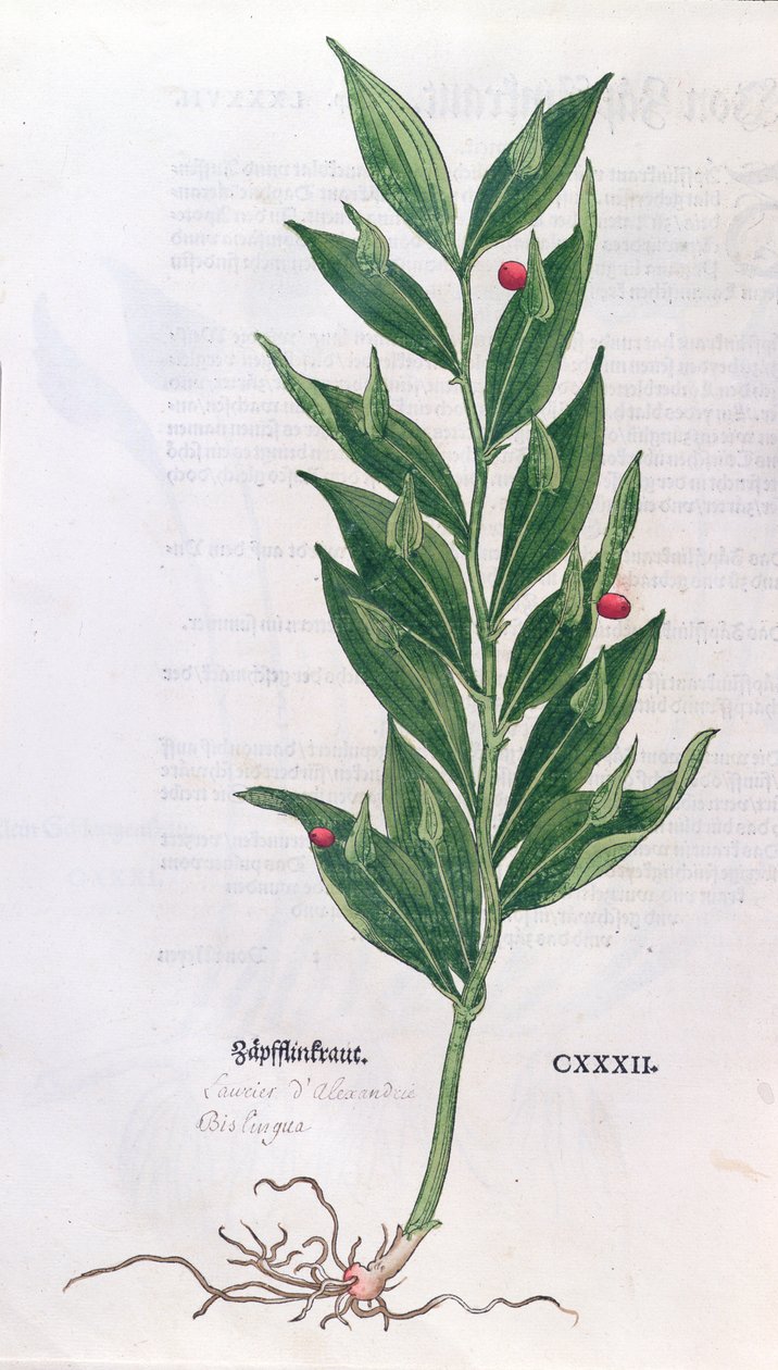 Baytree, Leonhart Fuchs (1501-66) The Herbarium című illusztrációja, megjelent Bázelben, 1555 (színes metszet) alkotó: German School
