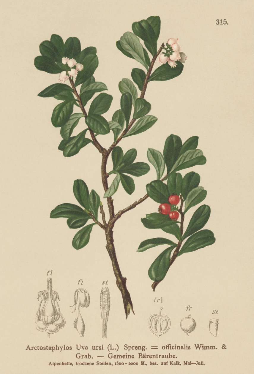 Medveszőlő (Arctostaphylos Uva ursi, Arctostaphylos officinalis) alkotó: German School