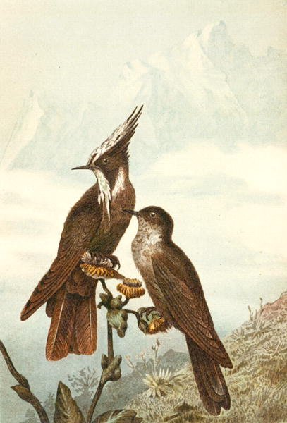 Szakállas sisakdíszek, lemez a "Brehms Tierleben: Allgemeine Kunde des Tierreichs", 4. kötet, 675. o., kiadta a Bibliographisches Institut. alkotó: German School