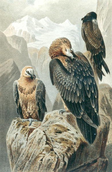 Szakállas keselyű, lemez a "Brehms Tierleben: Allgemeine Kunde des Tierreichs"-ből, 6. kötet, 415. o., kiadó: Bibliographisches Institut alkotó: German School