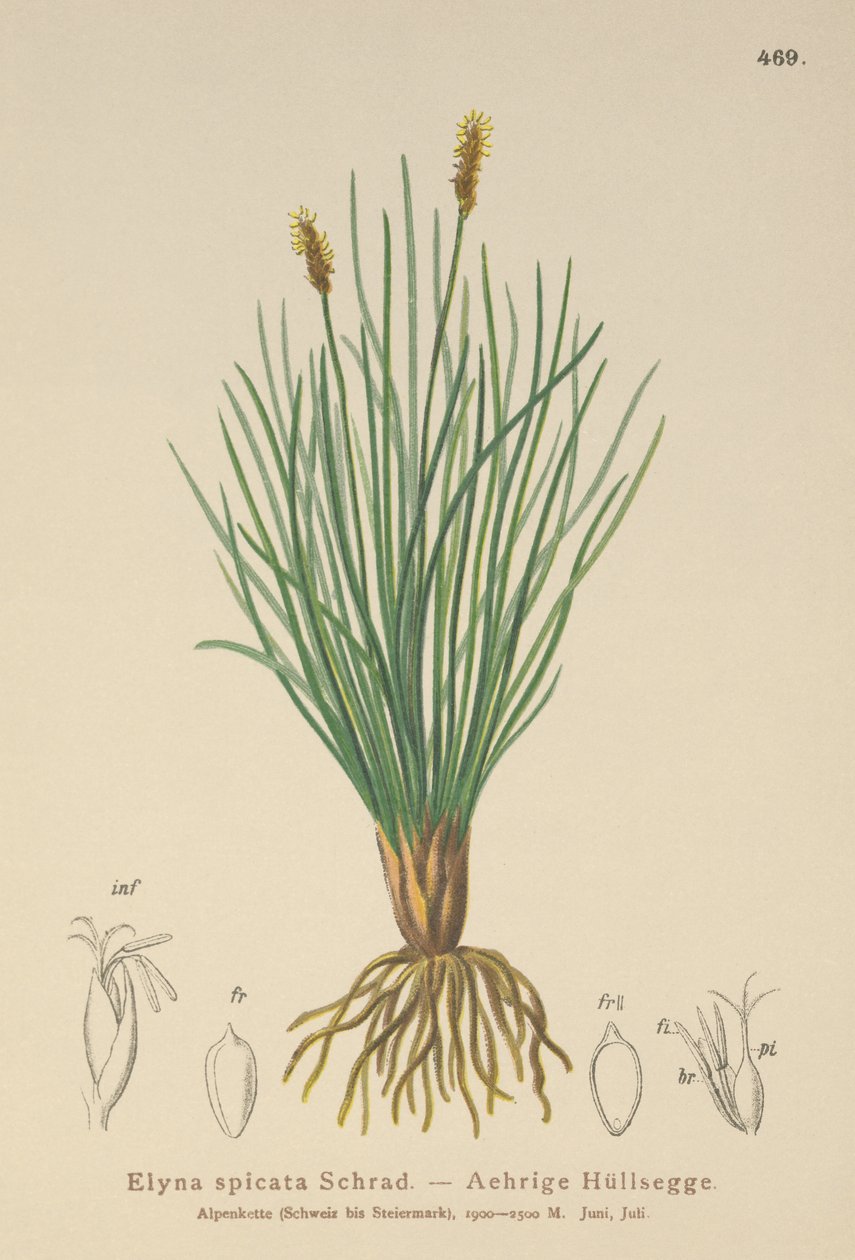Bellardis lápi sás (Kobresia myosuroides, Elyna myosuroides, Kobresia bellardii, Elyna bellardii, Elyna scirpina, Elyna spicata) alkotó: German School