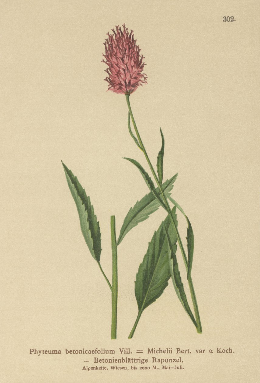 Betonylevelű rámpion (Phyteuma betonicaefolium) alkotó: German School