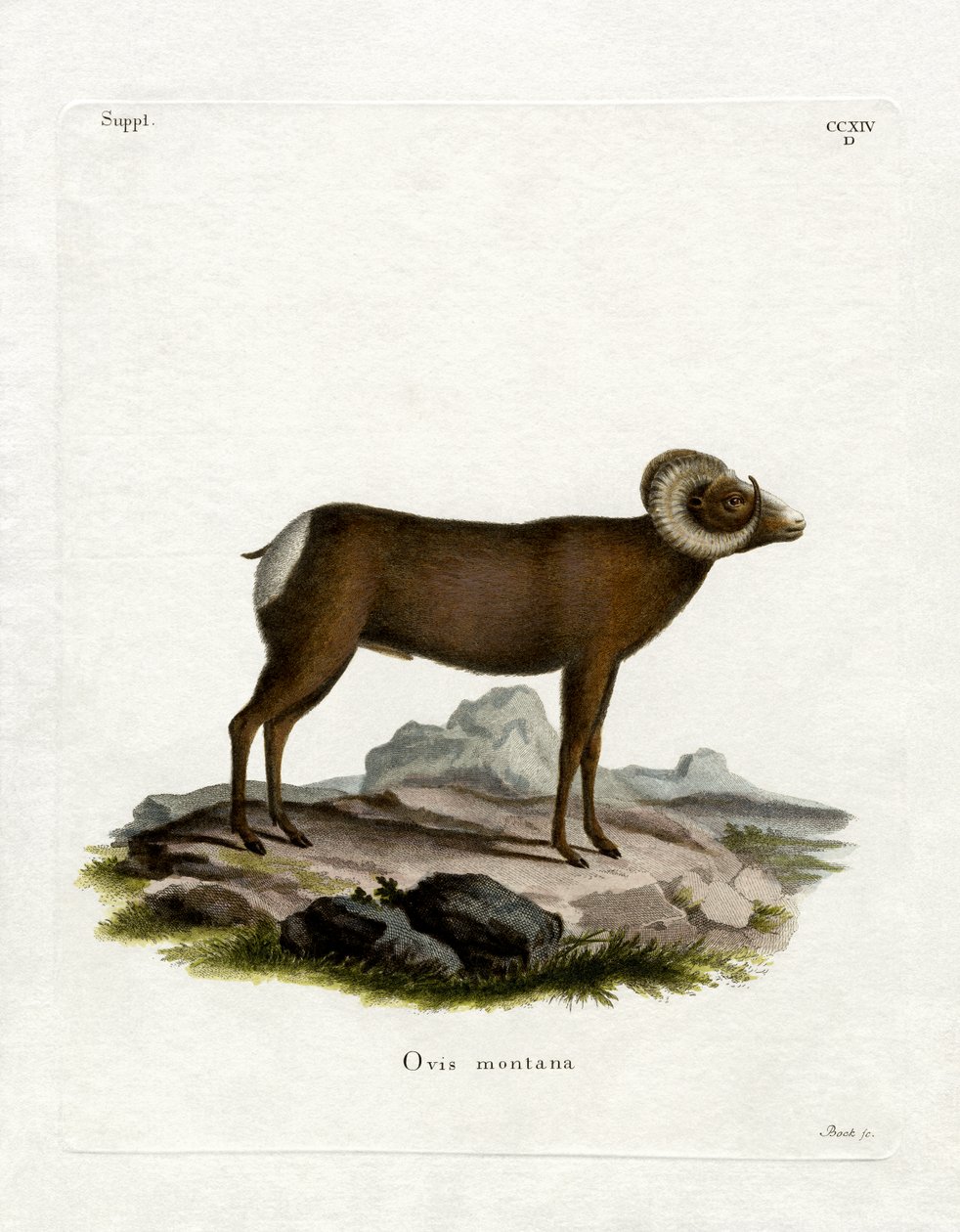 Bighorn Sheep (színes metszet) alkotó: German School