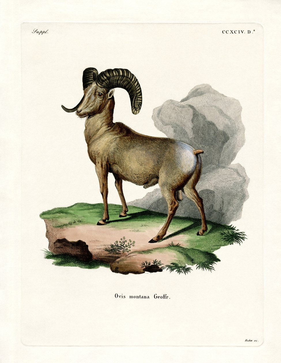 Bighorn Sheep (színes metszet) alkotó: German School