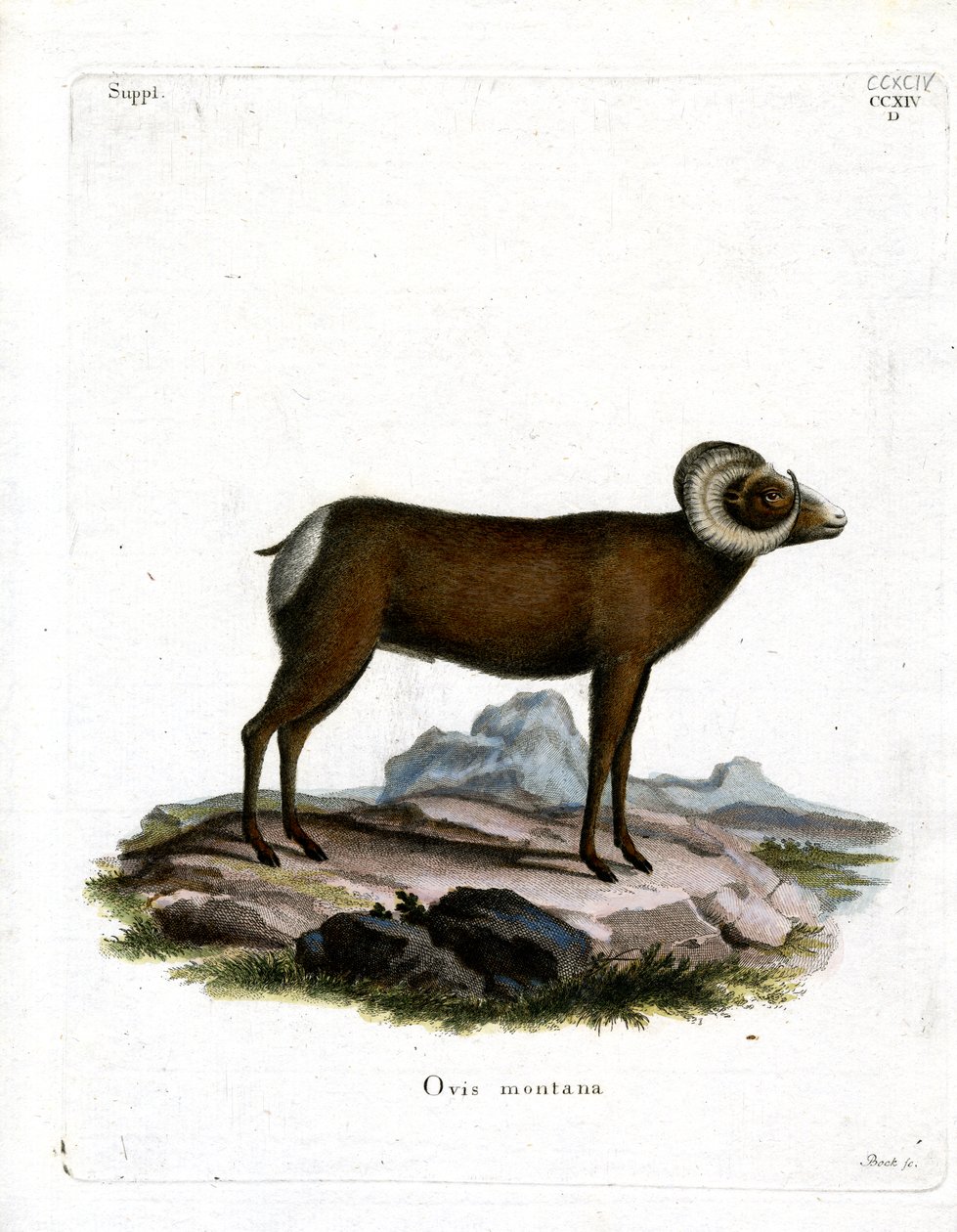 Bighorn Sheep (színes metszet) alkotó: German School