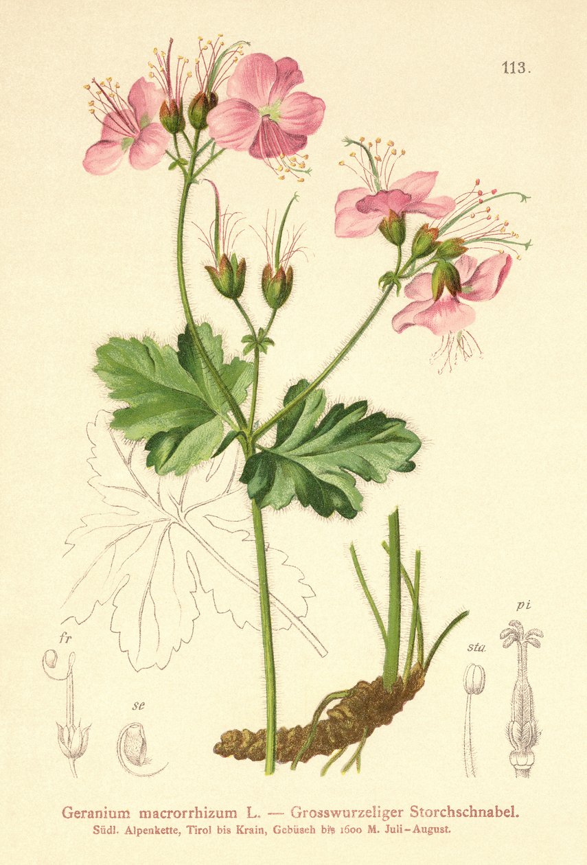 Bigroot Geranium (Geranium macrorrhizum) alkotó: German School