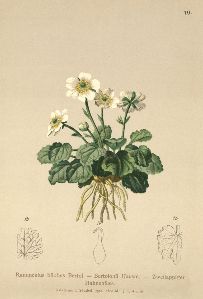 Boglárka (Ranunculus bilobus, Ranunculus Bertolonii) alkotó: German School
