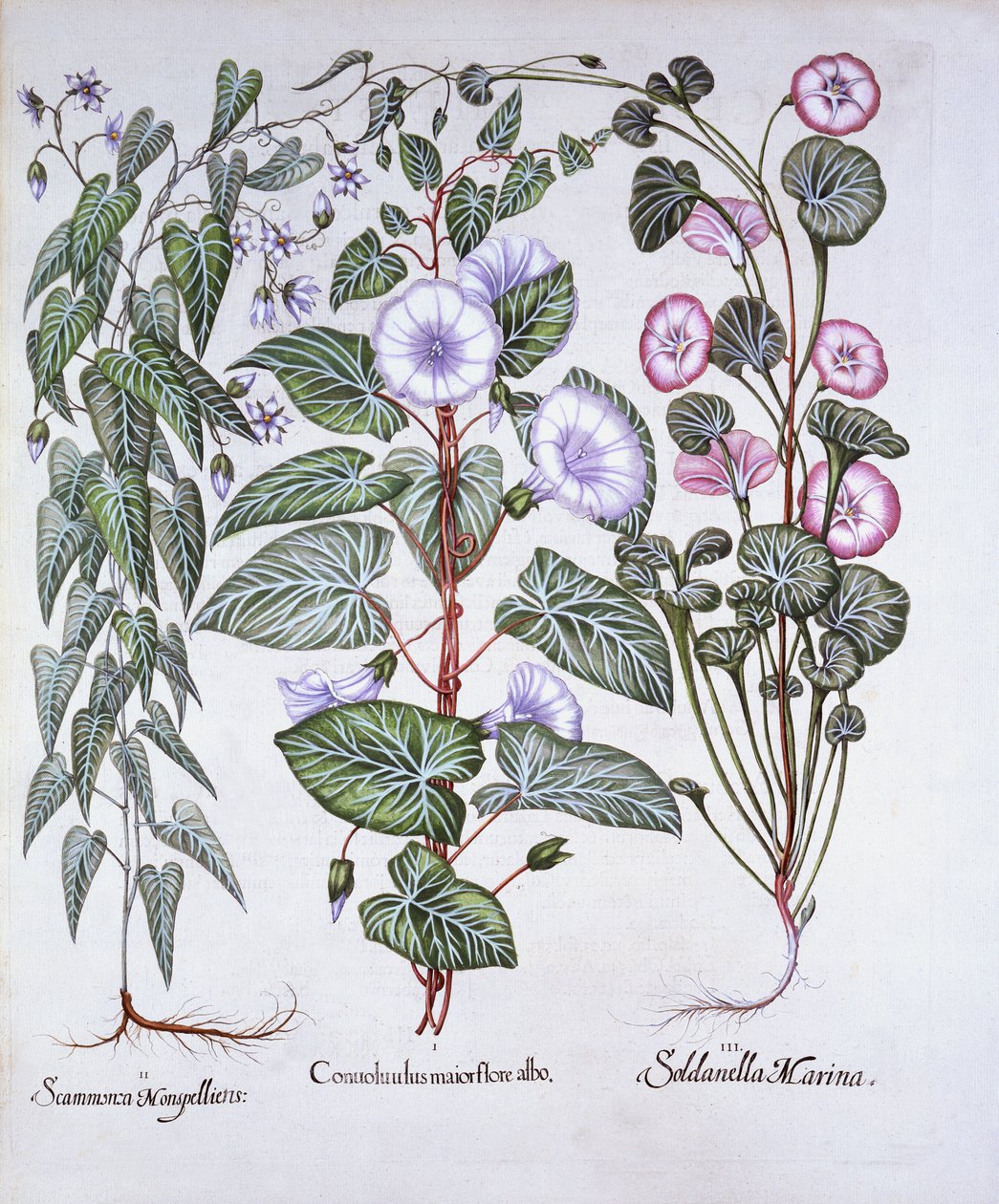 Bindweed, Dogs Bane és Sea Bindweed, a Hortus Eystettensisből, Basil Besler (1561-1629), pub. 1613 (kézzel színezett metszet) alkotó: German School