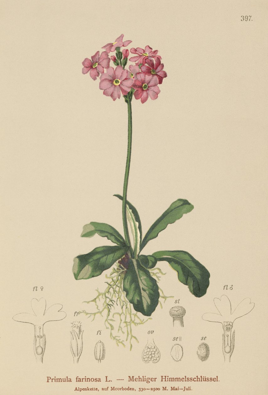 Madárszemű kankalin (Primula farinosa) alkotó: German School