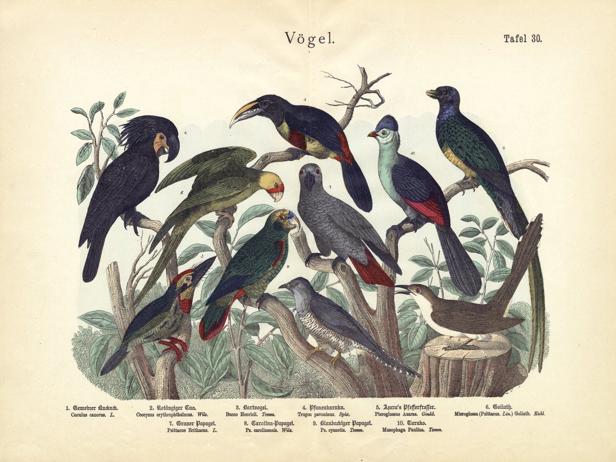 Madarak, 1860 körül alkotó: German School