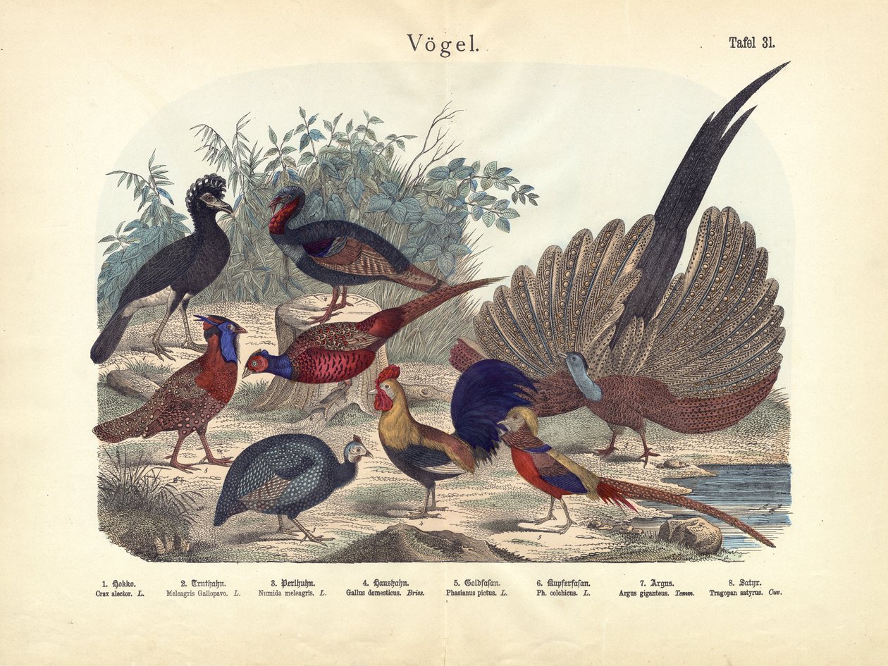 Madarak, 1860 körül alkotó: German School