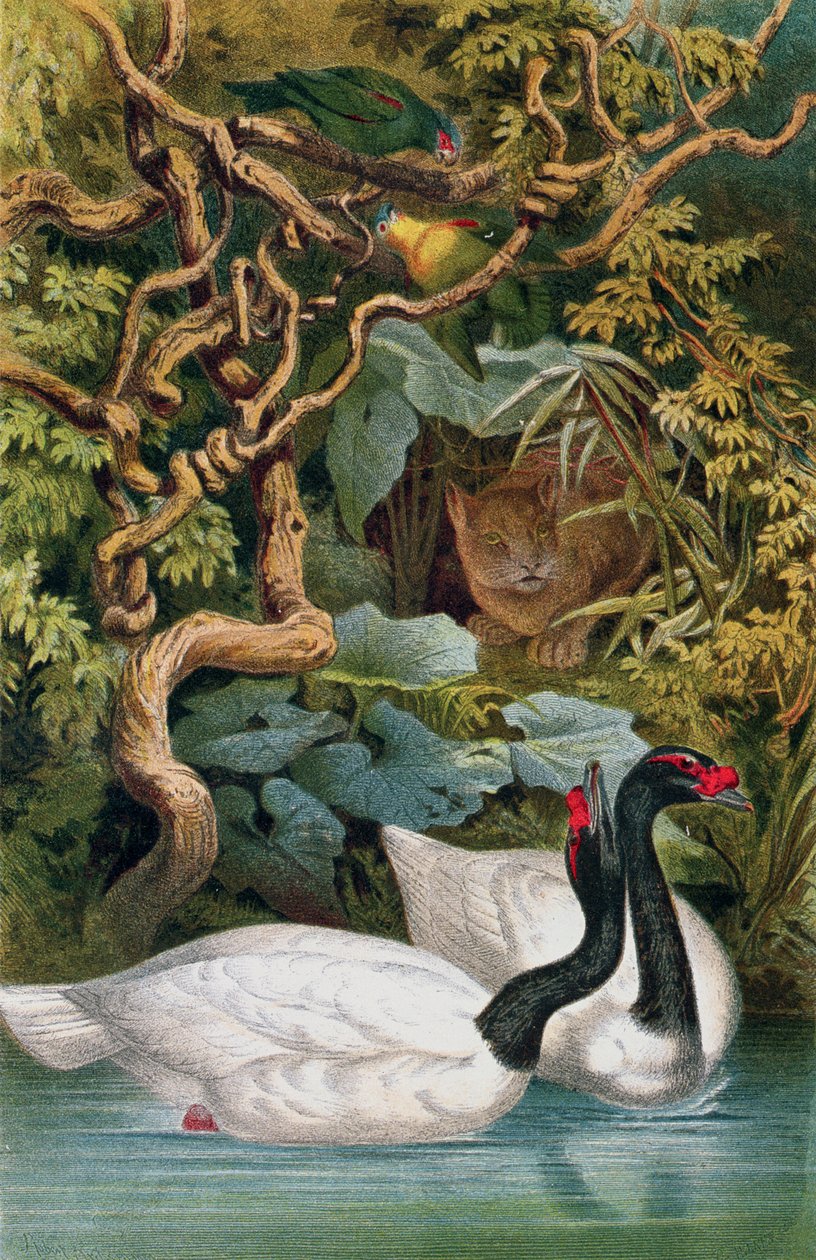 Feketenyakú hattyú, Brehms Tierleben lemez: Allgemeine Kunde des Tierreichs, 6. kötet, 598. o., kiadó: Bibliographisches Institut, 1892 alkotó: German School