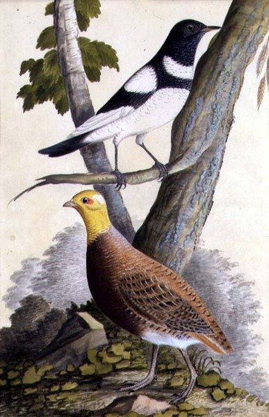 Feketetorkú rigó (Turdus ruficollis) és fogoly (Perdix perdix), 1740 körül (akvarell papíron) alkotó: German School