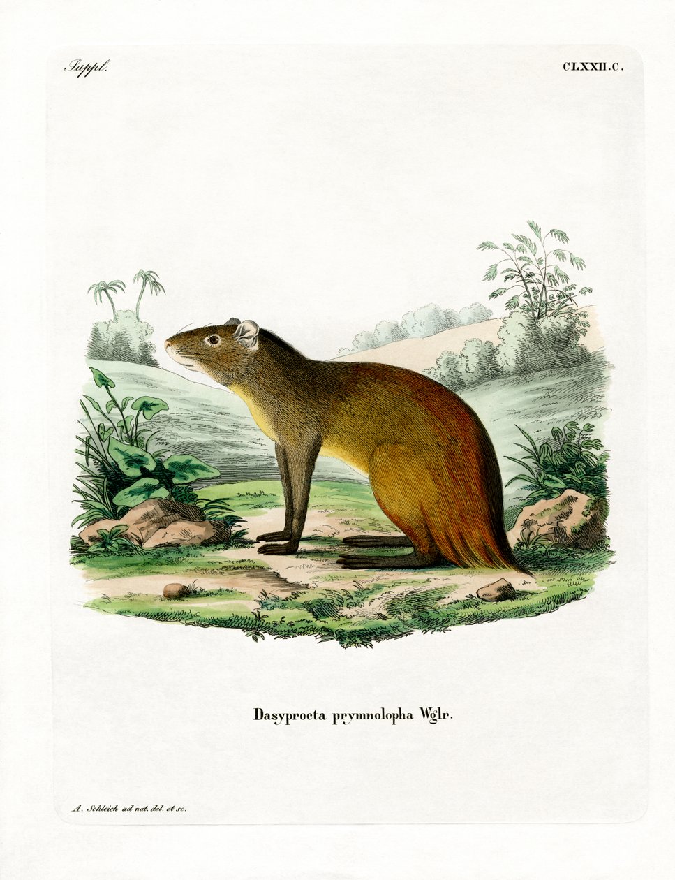 Fekete dudorú Agouti (színes metszet) alkotó: German School