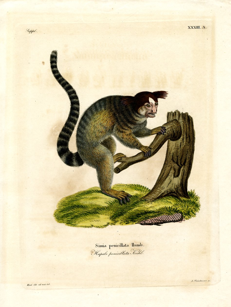 Fekete bojtos marmoset (színes metszet) alkotó: German School