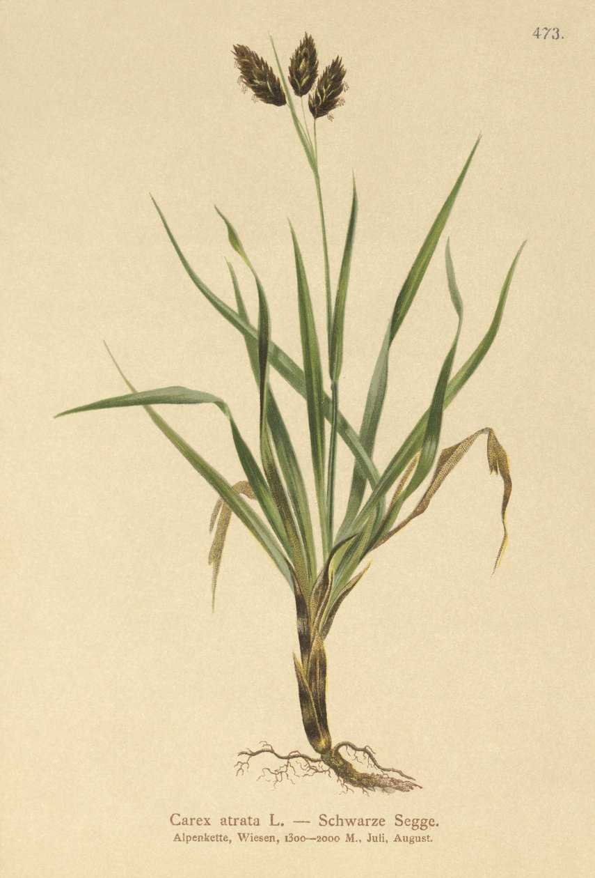 Fekete alpesi sás (Carex atrata) alkotó: German School