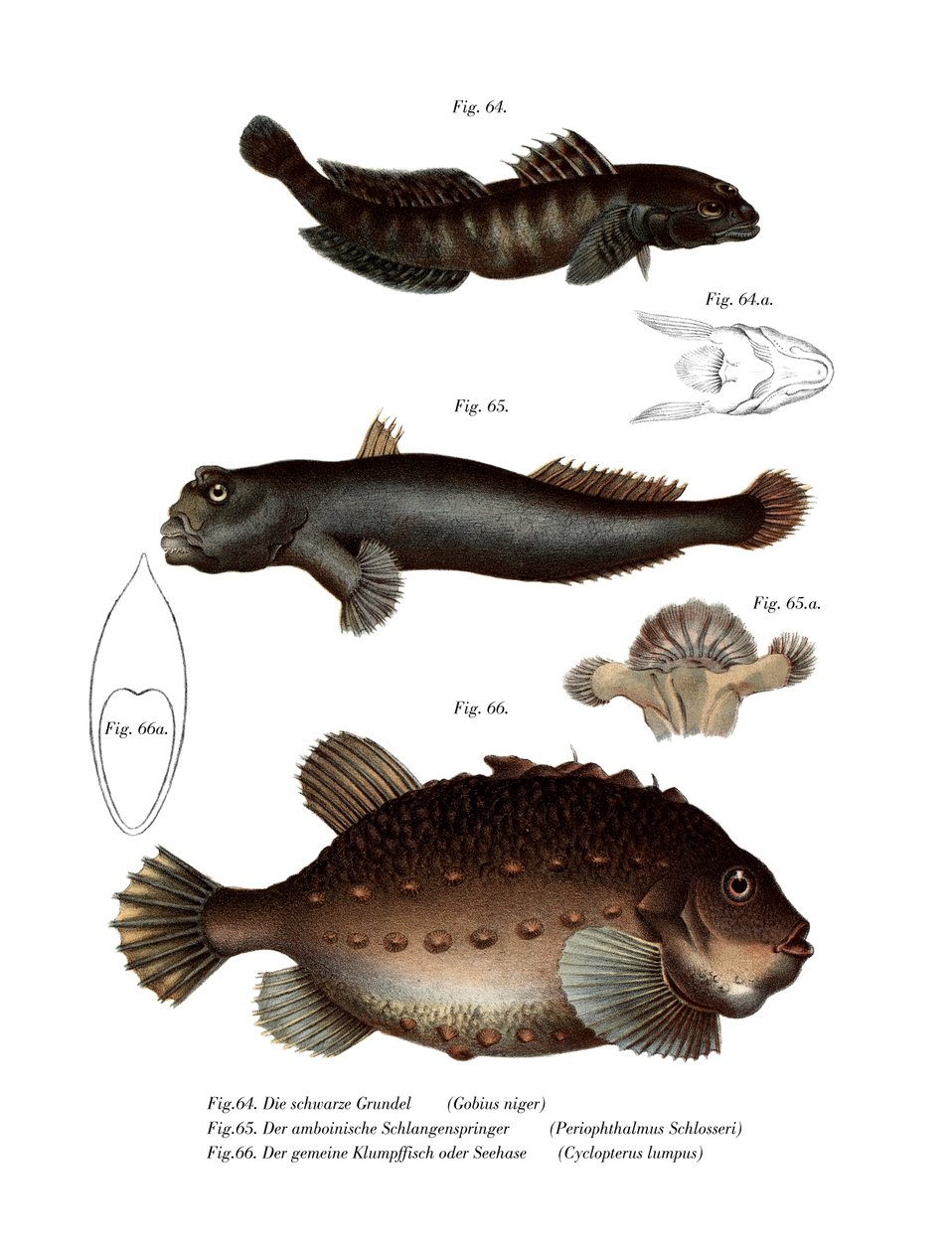 Black Goby (színes litó) alkotó: German School