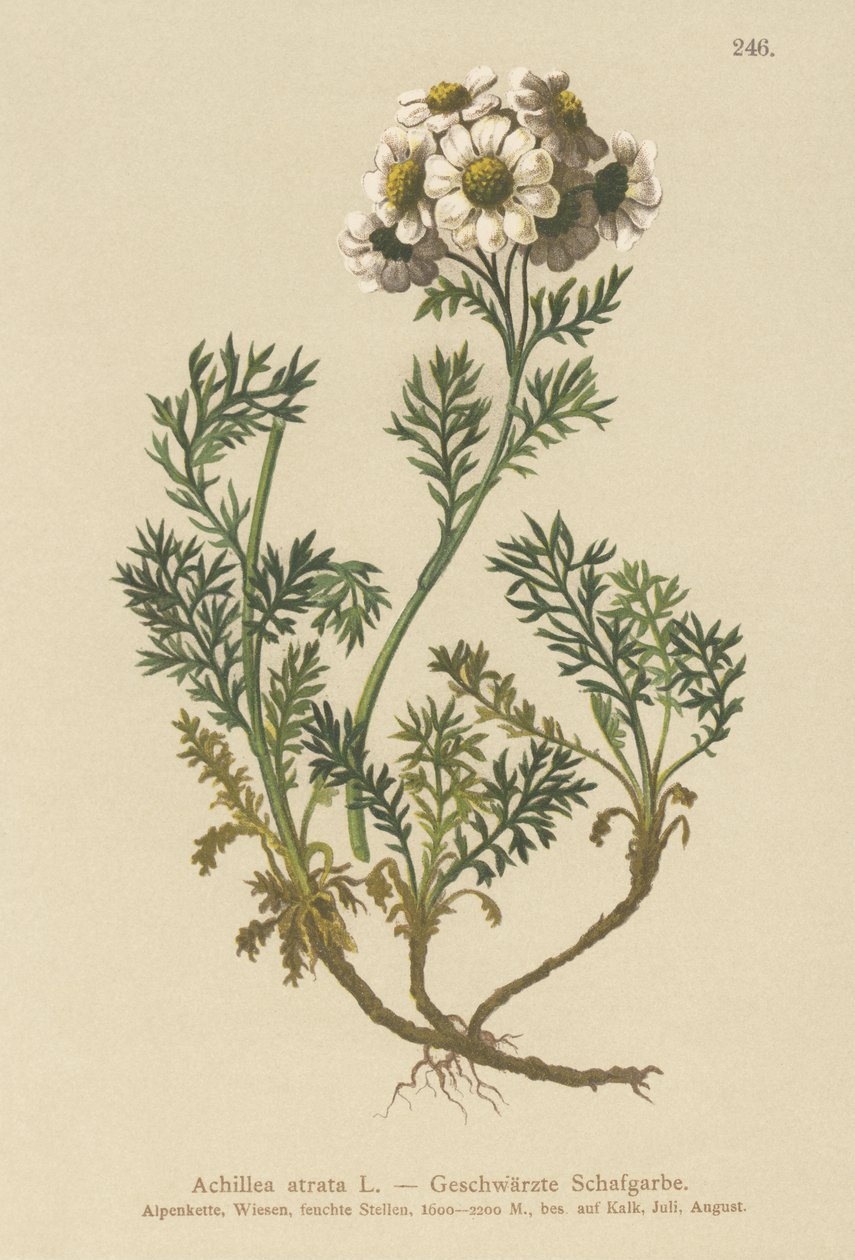 Fekete cickafark (Achillea atrata) alkotó: German School