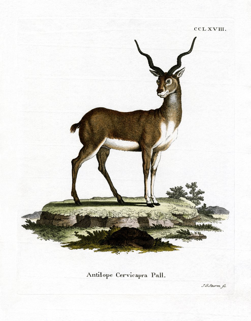 Blackbuck (színes gravírozás) alkotó: German School