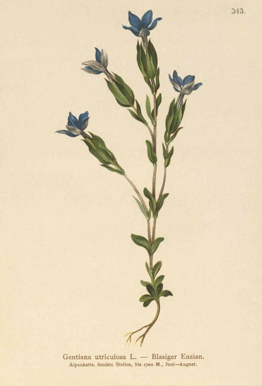 Gentiana hólyag (Gentiana utriculosa) alkotó: German School